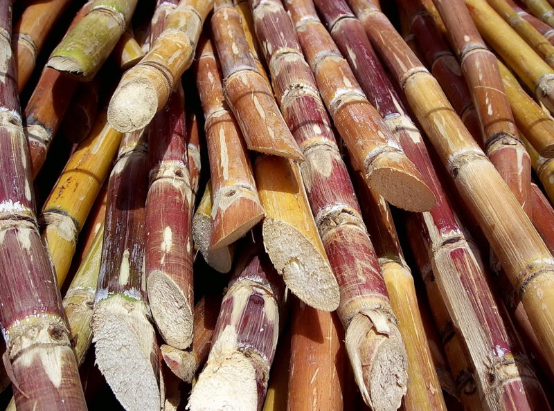 800px Cut sugarcane